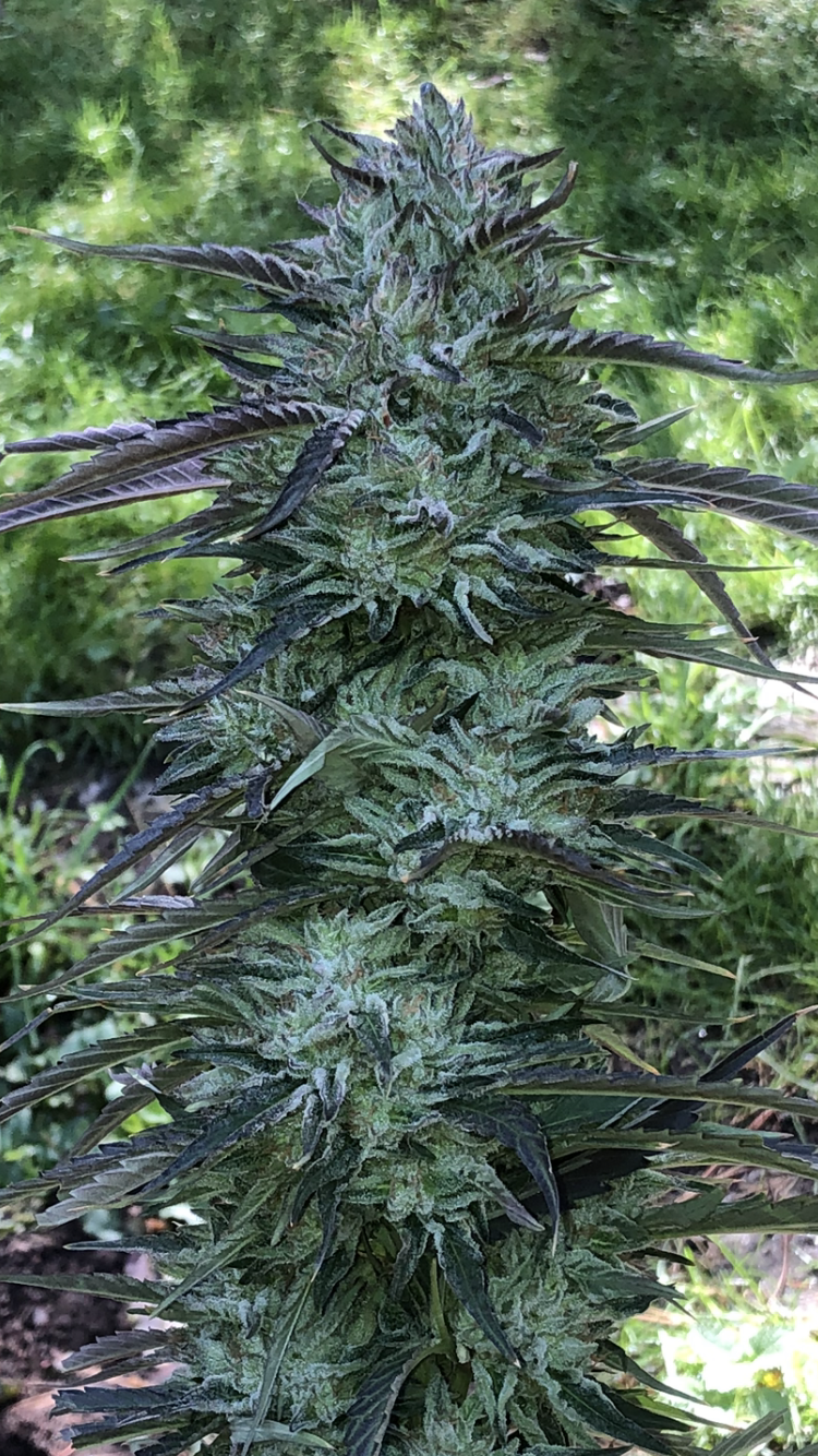 Bubblebuttz - Electric Bubblegum x Peanut Butter Breath