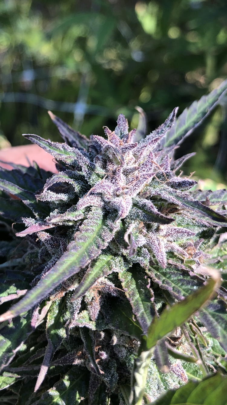 Apricot Smack - Purple Apriot x Super Lemon Smack