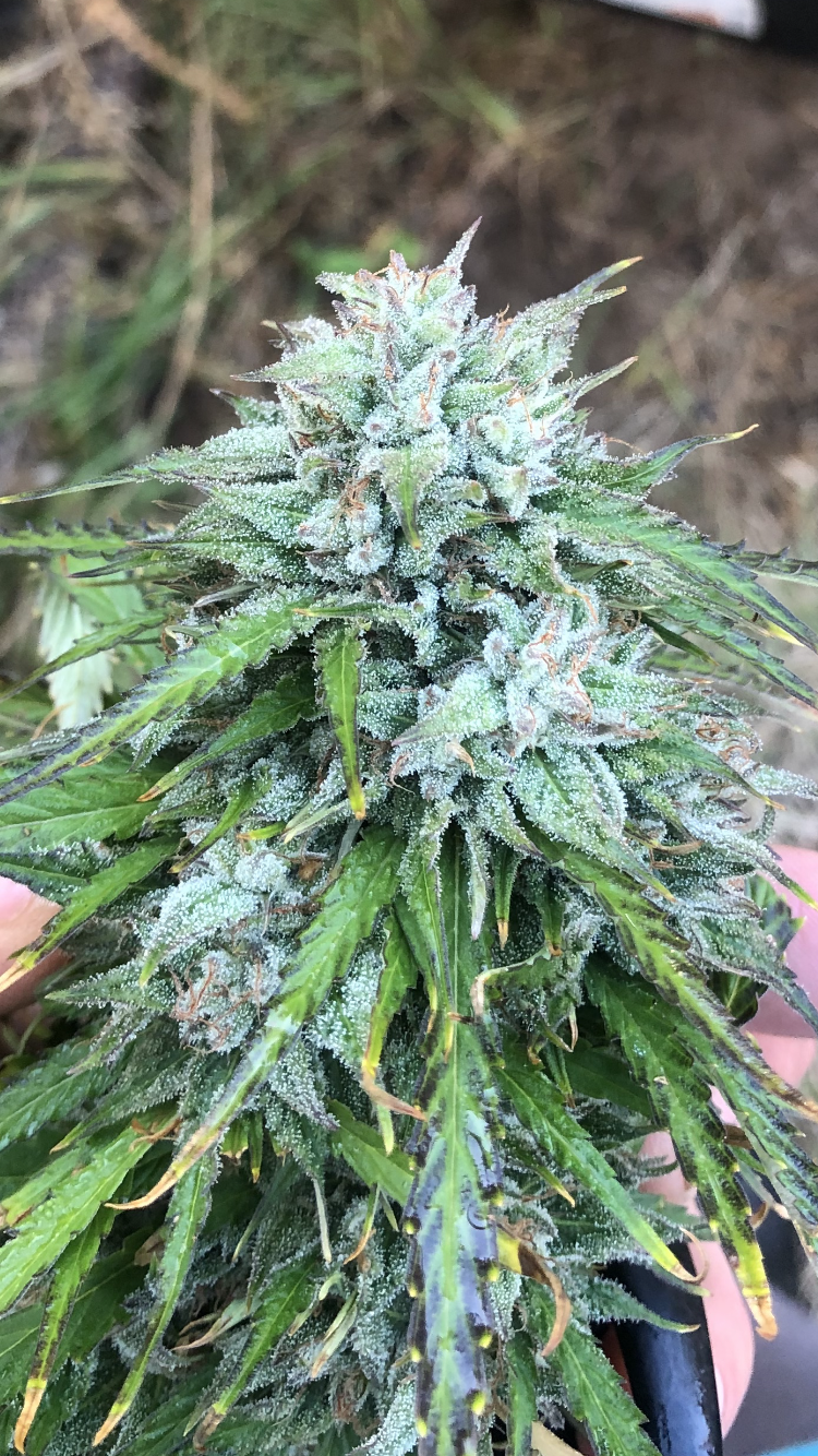 Bubble Smack - Electric Bubblegum (Indiana Bubblegum x ACDC) x Super Lemon Smack