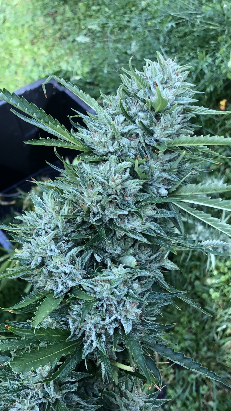 Cherry Barrel - Cherry Chem x Lotus Barrel