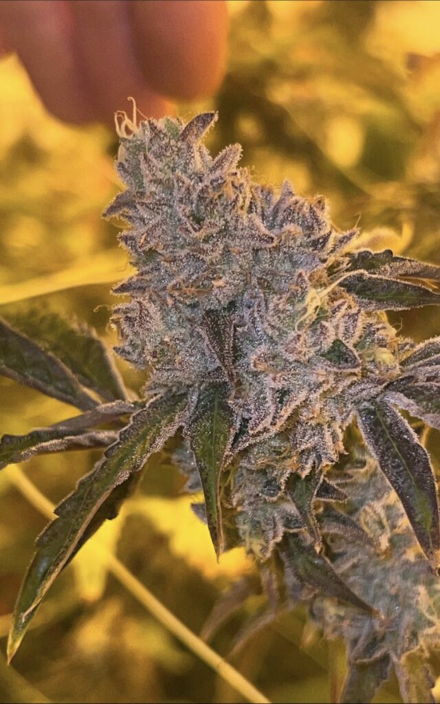 Cot Cake - Wedding Cake x Garlicot