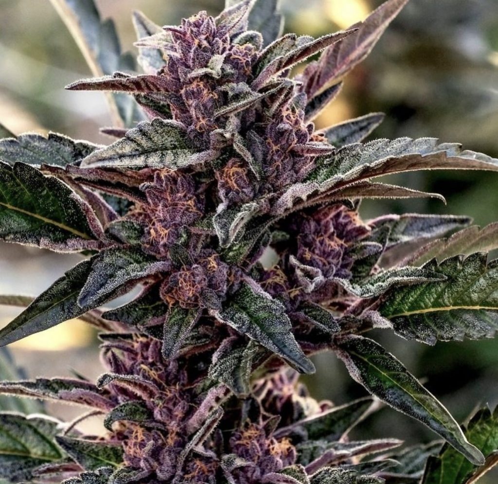 Royal Feast - Royal Sour Kush x Garlicot