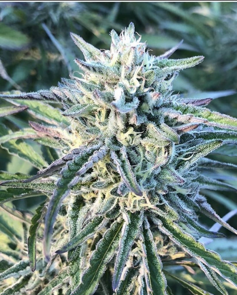 Black Cherry Lotus F2 - (Cherry Chem x Black Lotus Kush) F2
