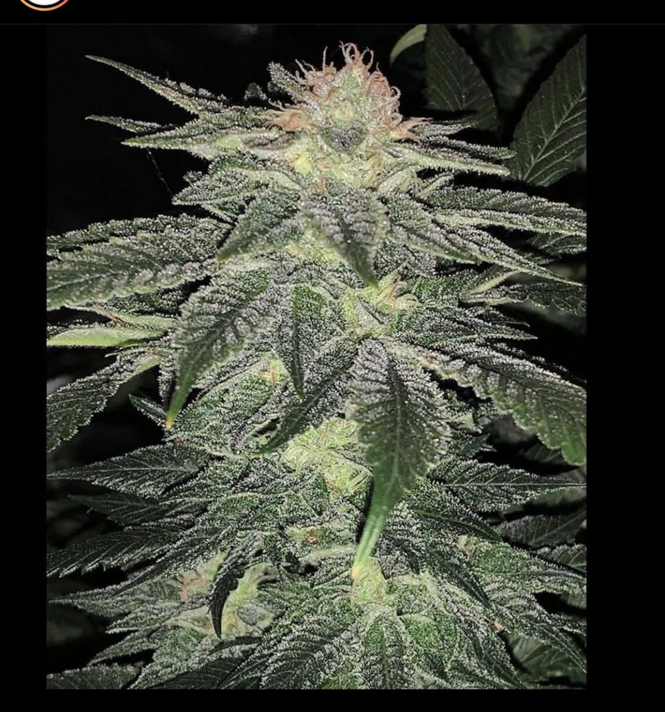 Bulk Cherry Barrel F2 - (Cherry Chem x Lotus Barrel) F2 100+ seeds