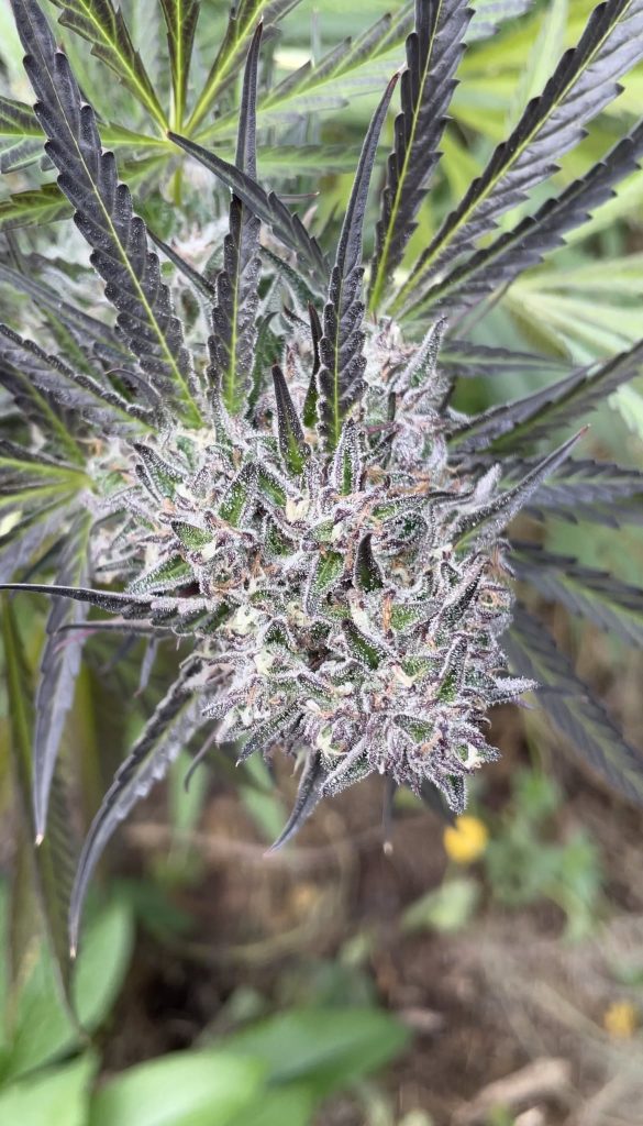 Bulk Peanut Butter Apricot F2 - (Purple Apricot x Peanut Butter Breath) F2 100+ seeds