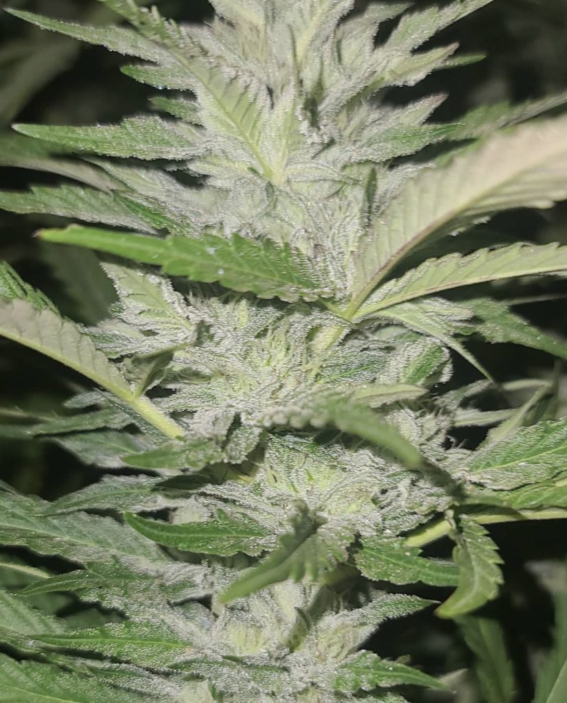 Royal Cherry Kush BX - Royal Cherry Kush x (Royal Cherry Kush x Gmo Mac)