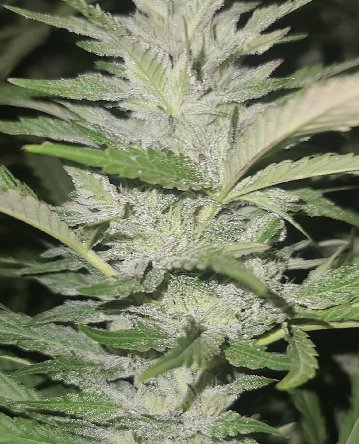 Royal Cherry Kush BX - Royal Cherry Kush x (Royal Cherry Kush x Gmo Mac)
