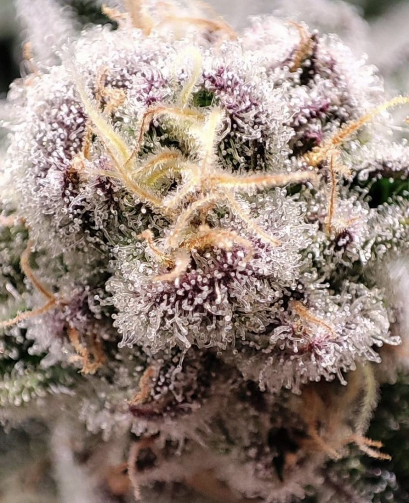 Bulk Royal Wedding BX - Royal Wedding x (Royal Wedding x Gmo Mac) 100+ seeds