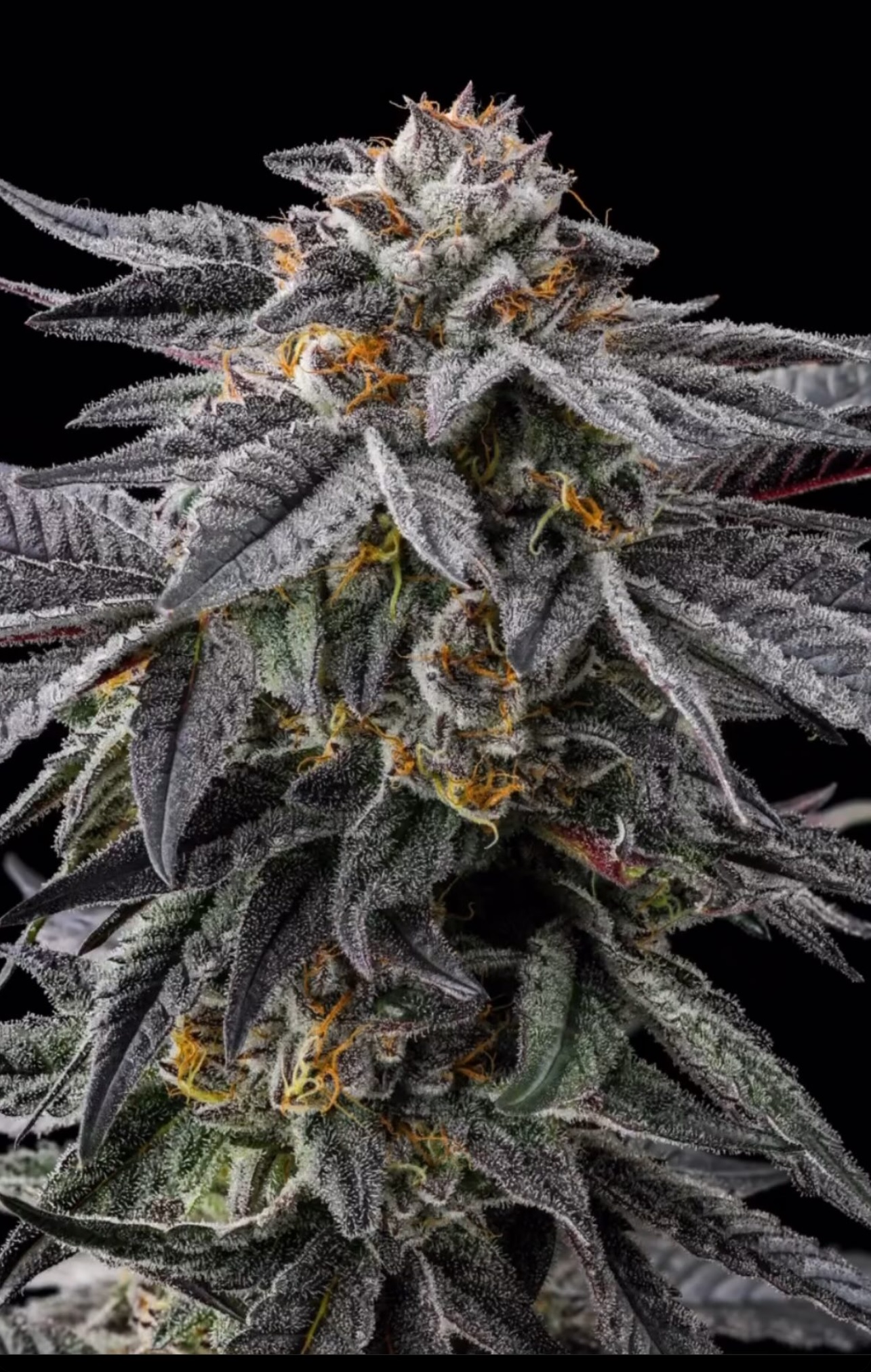Jifflato - (Gelato x Jiffy Cake) - Image 3
