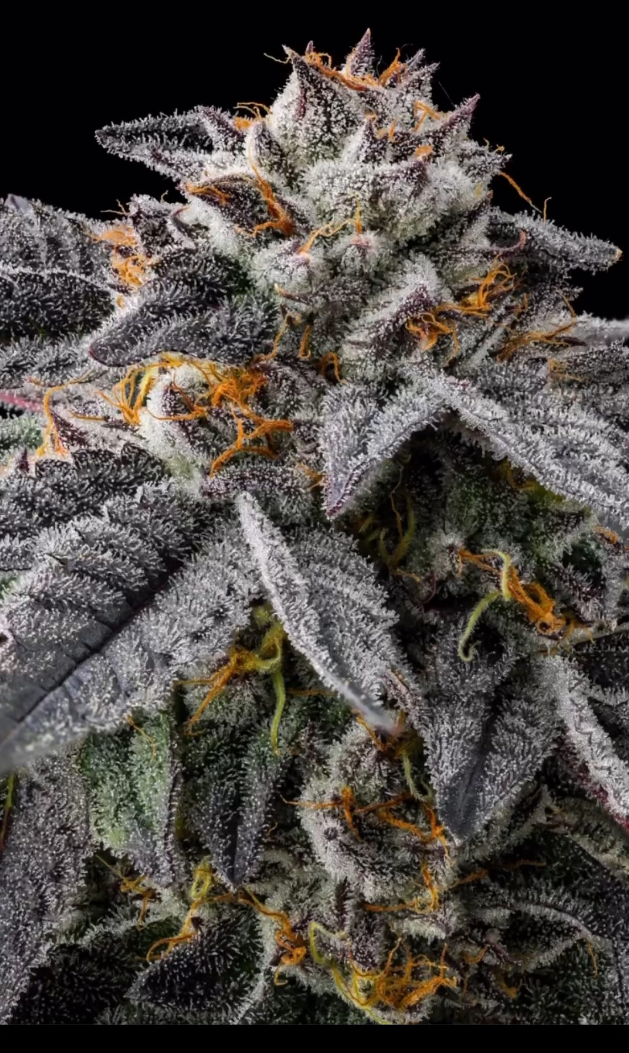 Jifflato - (Gelato x Jiffy Cake) - Image 2
