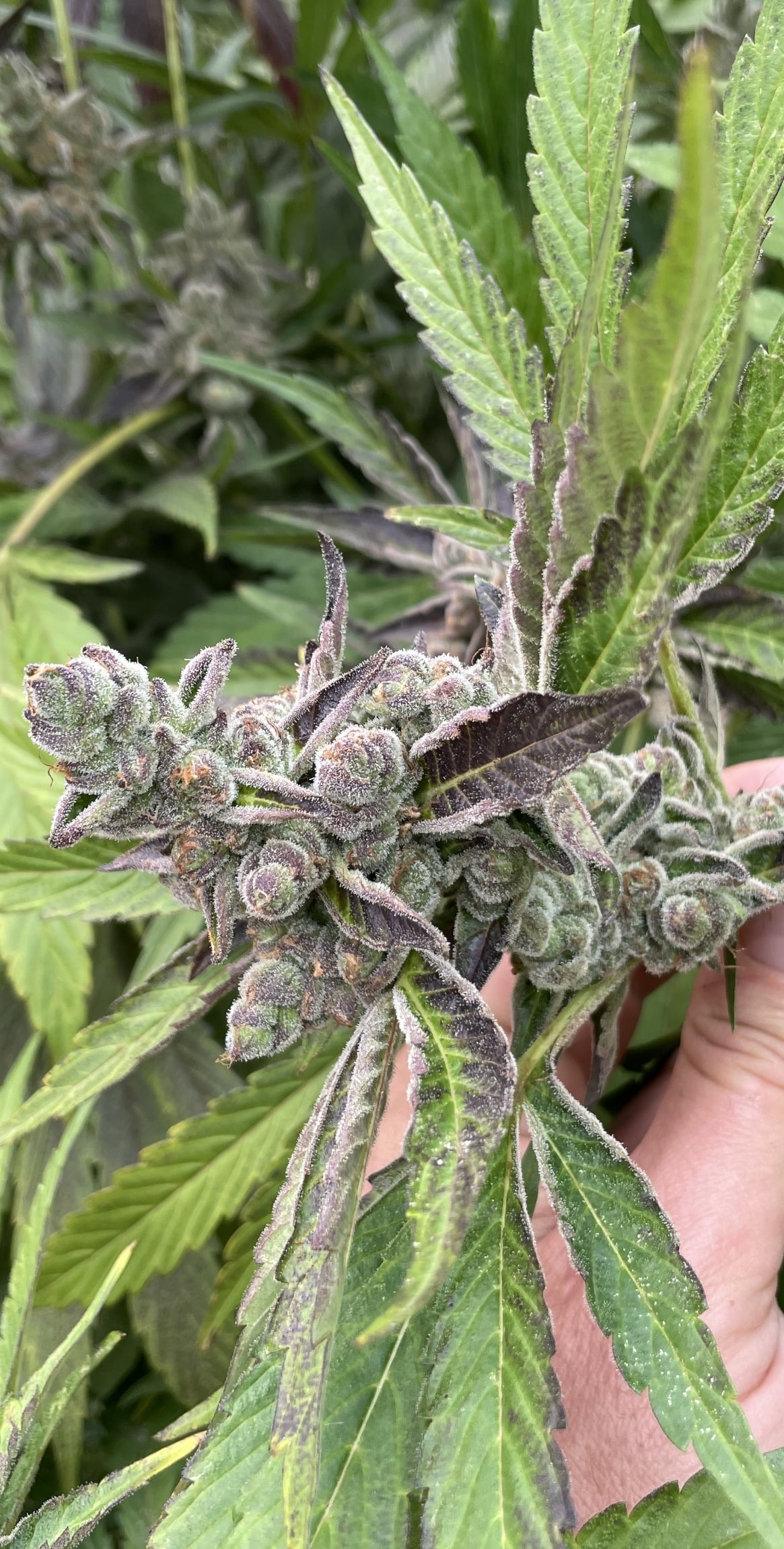 Royal Cherry Cake - (Royal Cherry Kush x Jiffy Cake) - Image 4
