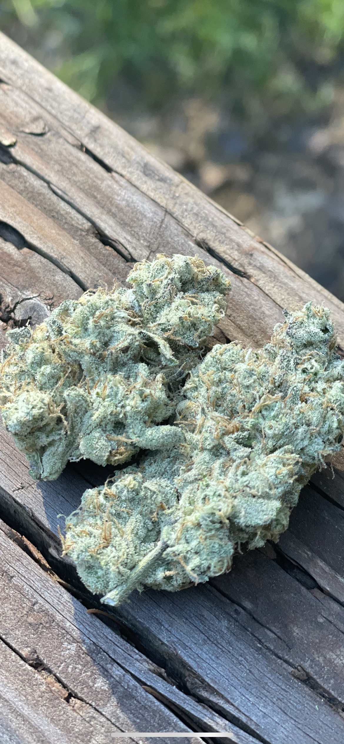 Bulk Breadstix - (Garlic Breath x Jiffy Cake) - Image 2