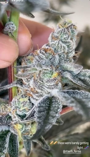 Bulk Breadstix - (Garlic Breath x Jiffy Cake)