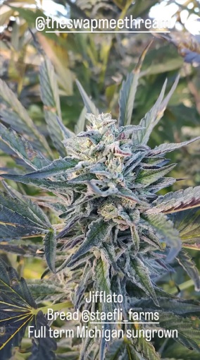 Bulk Jifflato - (Gelato x Jiffy Cake) 100+ seeds