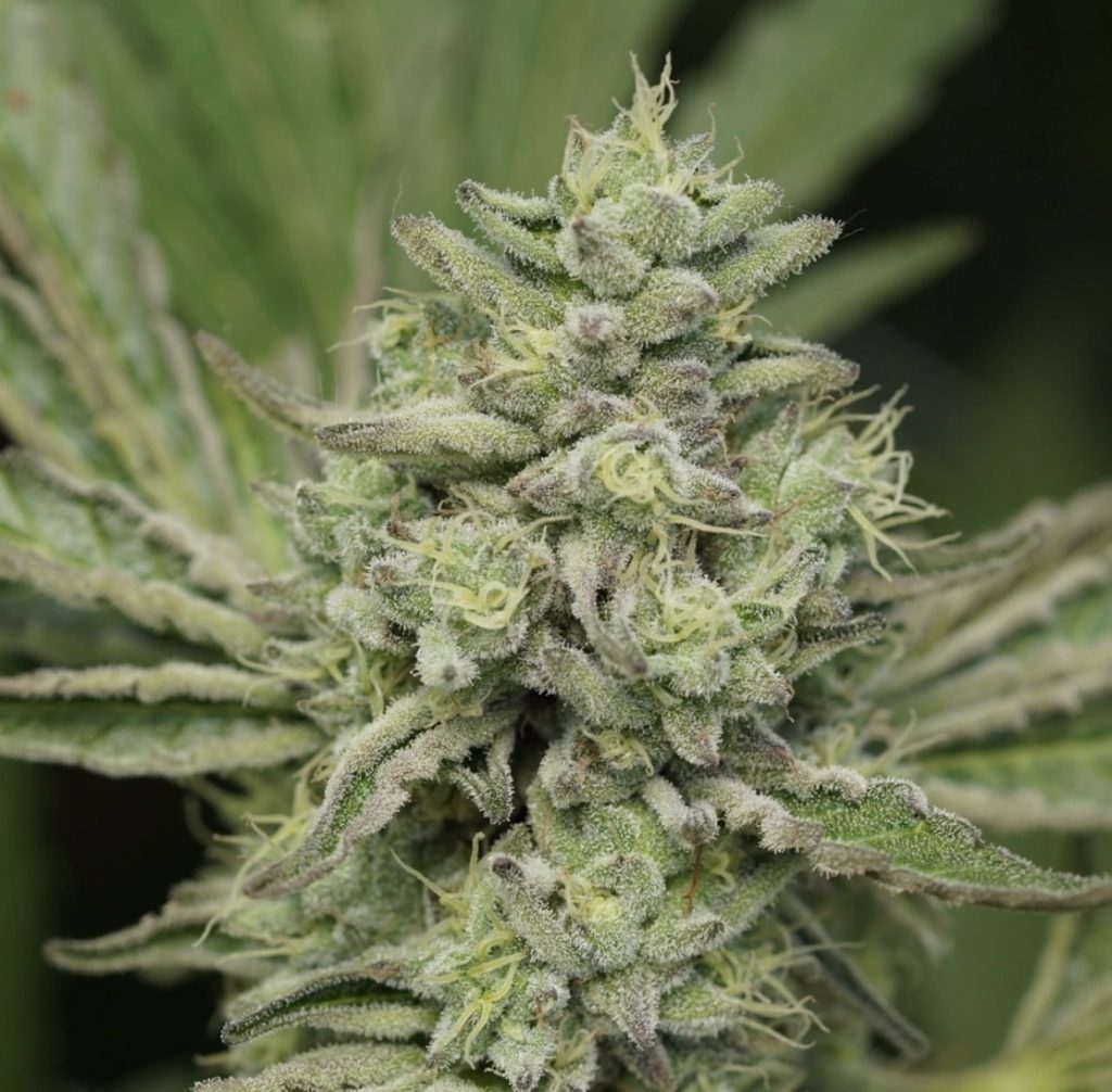 Bulk Jiffy Double Cake - (Wedding Cake x Jiffy Cake) 100+ seeds
