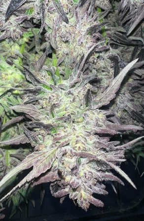 Bulk Royal Cherry Cake - (Royal Cherry Kush x Jiffy Cake) 100+ seeds