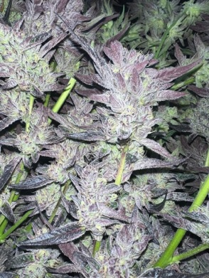 Royal Cherry Cake - (Royal Cherry Kush x Jiffy Cake) - Image 3