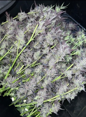 Royal Cherry Cake - (Royal Cherry Kush x Jiffy Cake) - Image 2