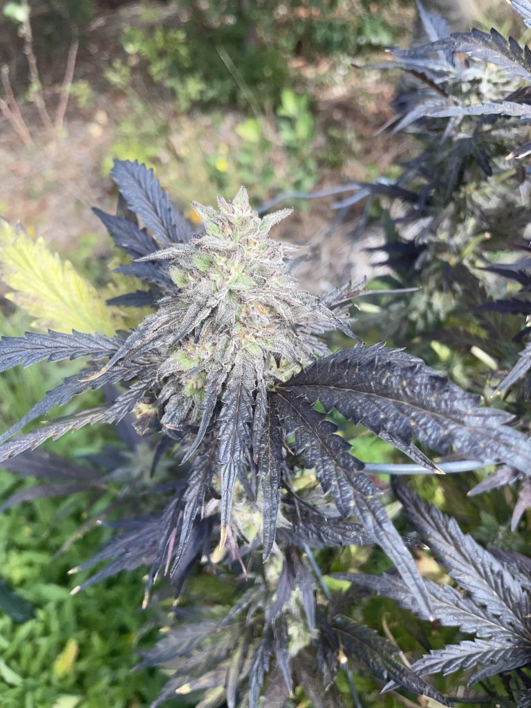 May Contain Nutz - (Peanut Butter Pie Breath x Jiffy Cake)