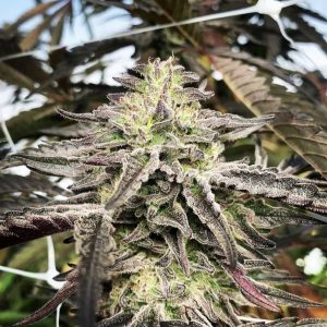 Sourcing Organic Cannabis Seeds Online: What to Look For