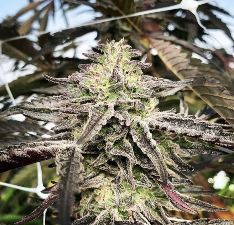 organic cannabis seeds online