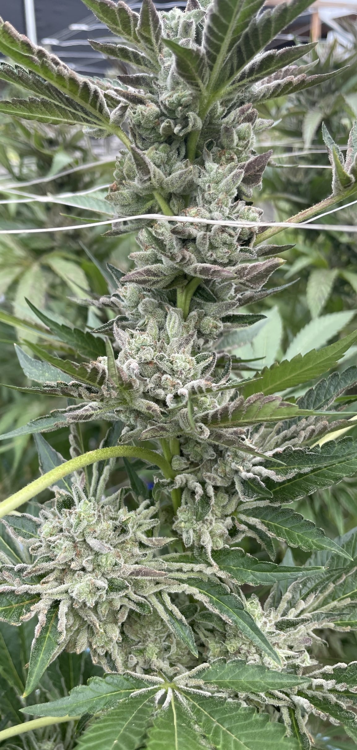 Ice Koffee - (Ice Cream Cake x Koffee F5)