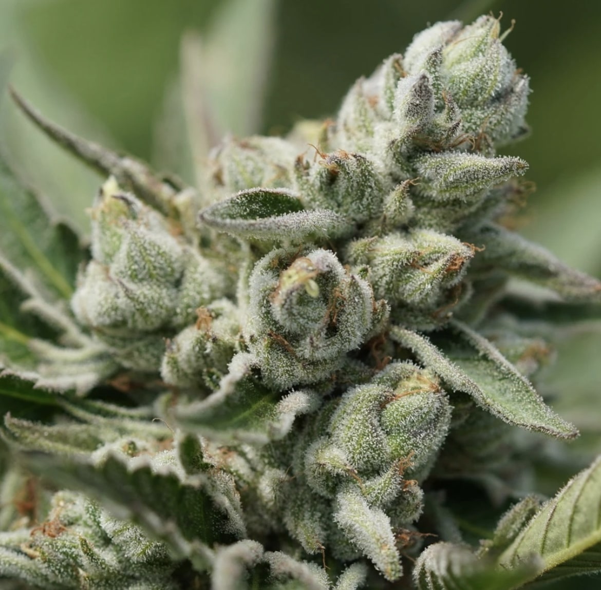 Leftover Cake - (Wedding Cake x Koffee F5) - Image 2