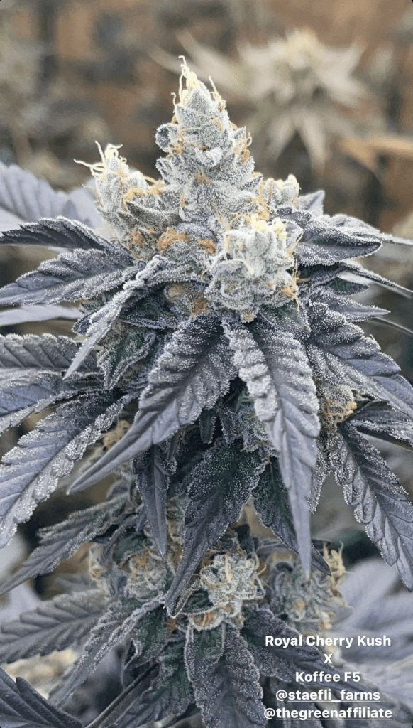 organic cannabis seeds online