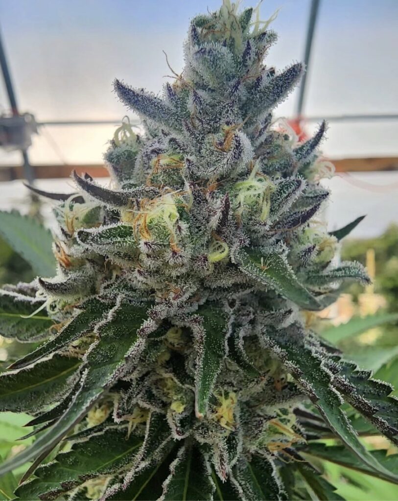 Bulk Double Shotz - (Dozicot x Koffee F5) 100+ seeds
