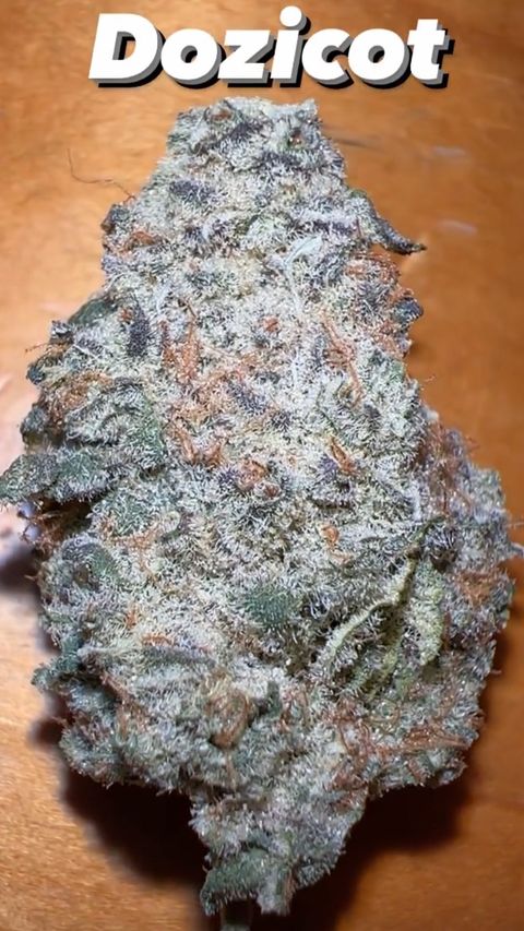 Bulk Dozicot F3 - (Dozizoz x Purple Apricot) F3 100+ seeds