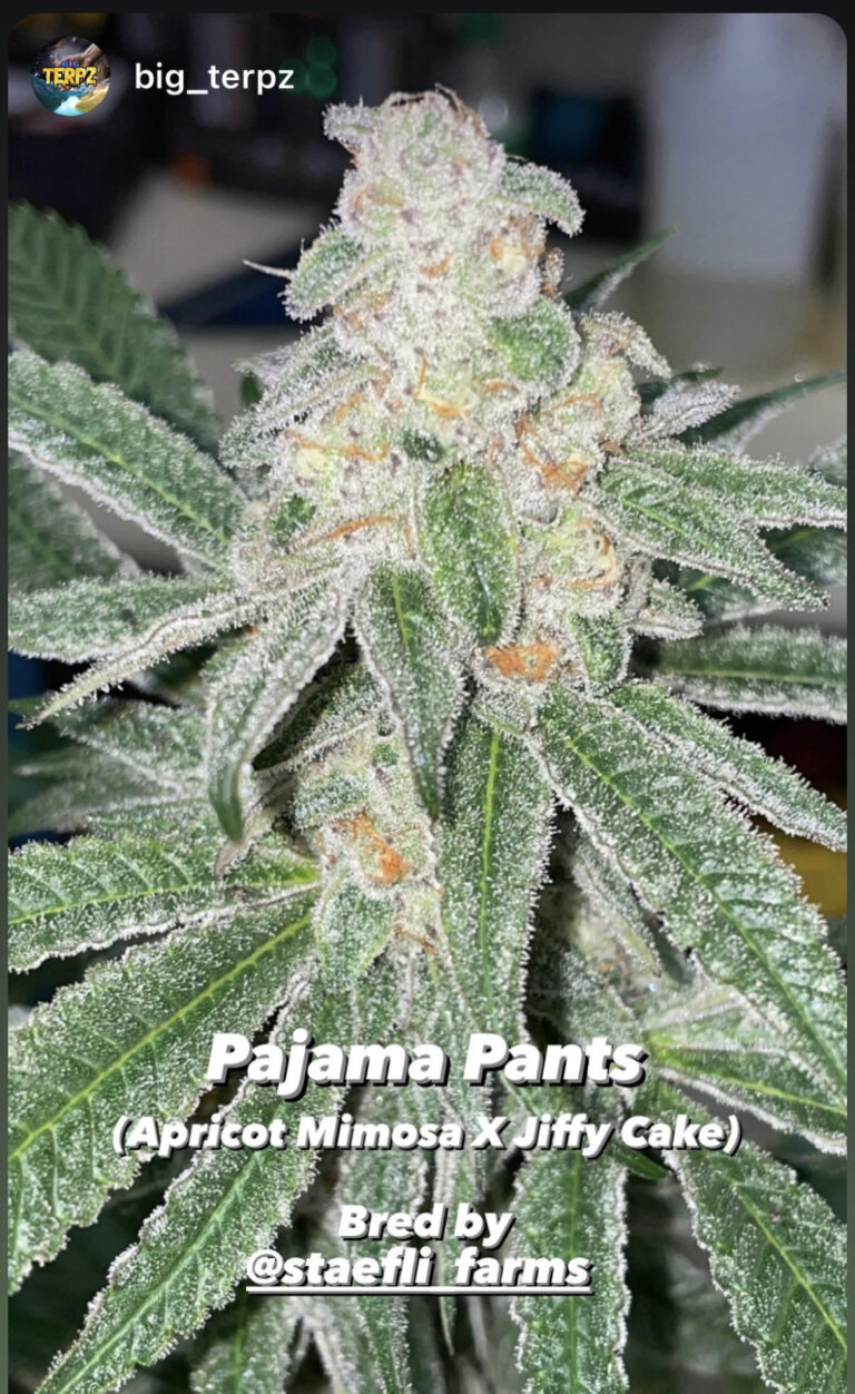 regenerative cannabis farming