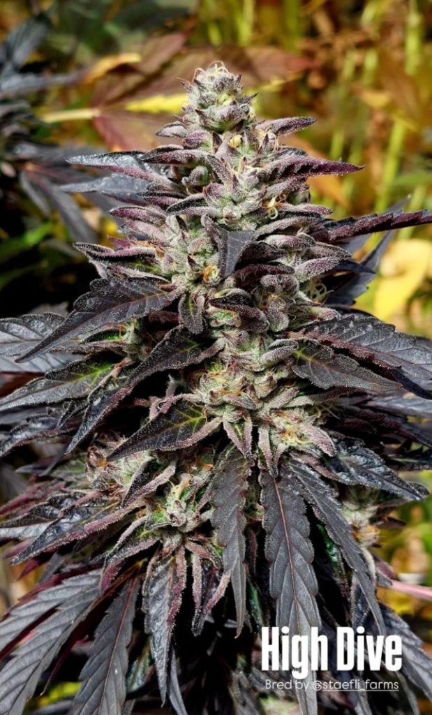 High Dive - (High Society x Jiffy F2)