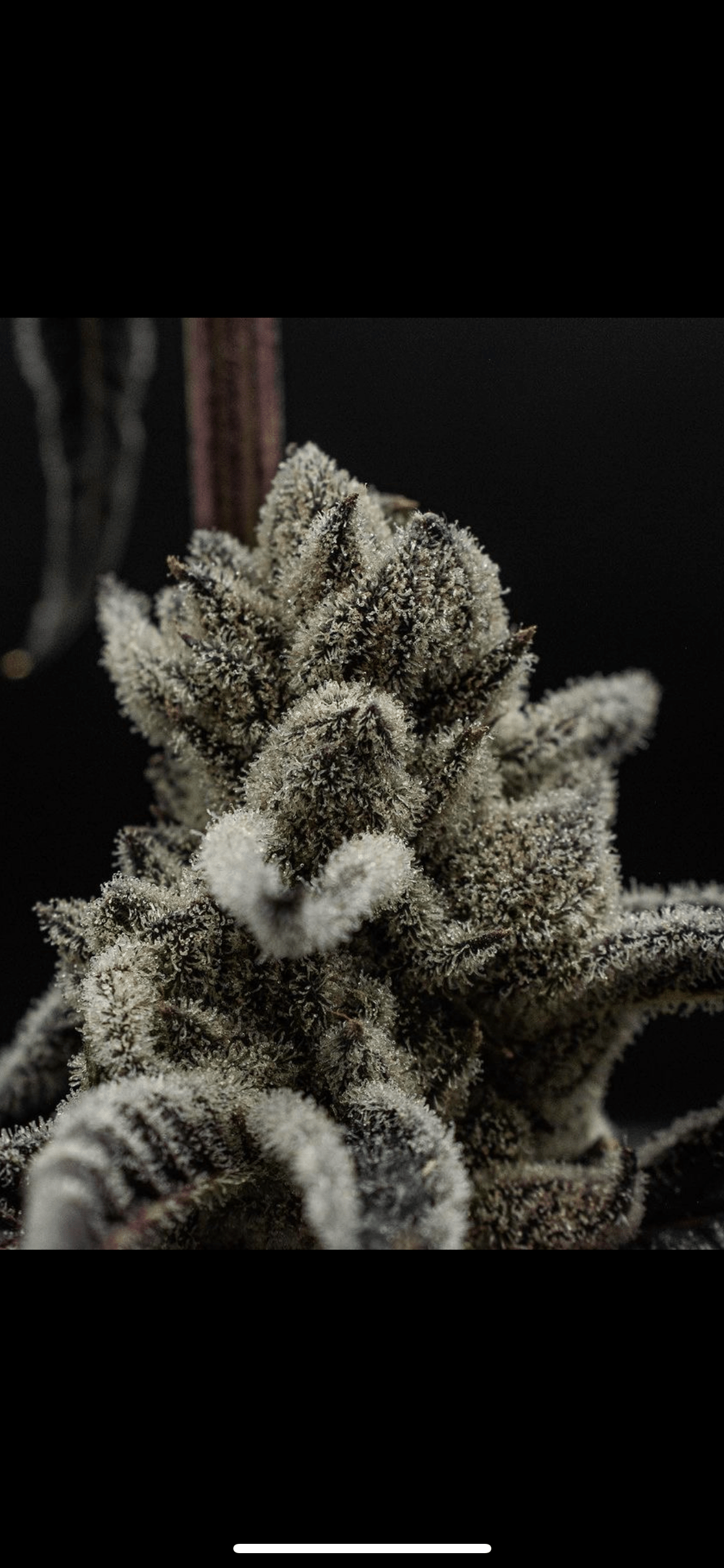 Face Value - (Animal Face x Jiffy F2)