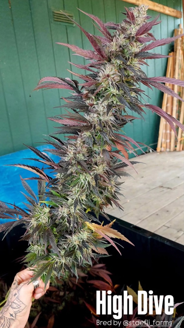 High Dive - (High Society x Jiffy F2) - Image 2