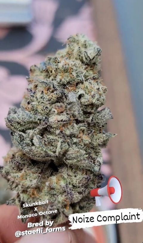Noize Complaint - (Monaco Octane x Skunk Bait)