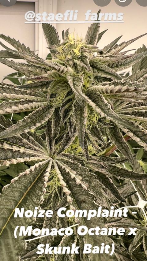 Noize Complaint - (Monaco Octane x Skunk Bait) - Image 2
