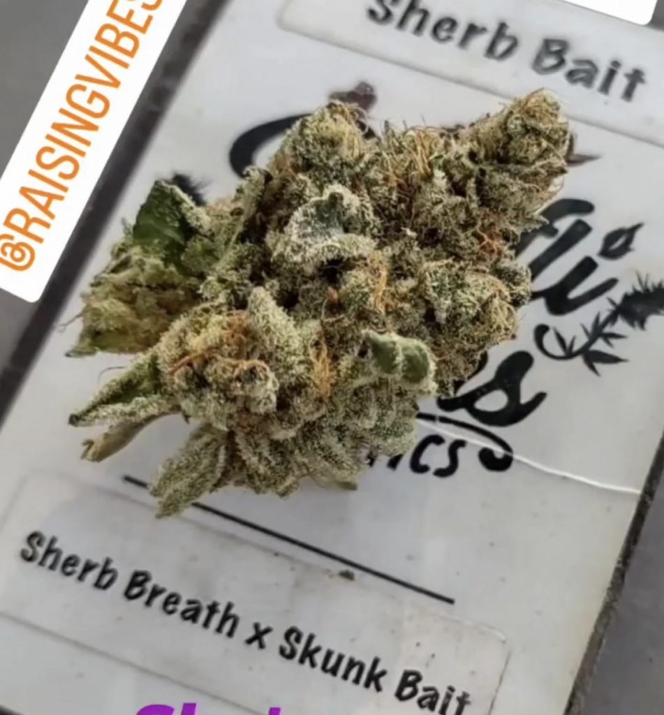 Sherb Bait - (Sherb Breath x Skunk Bait)