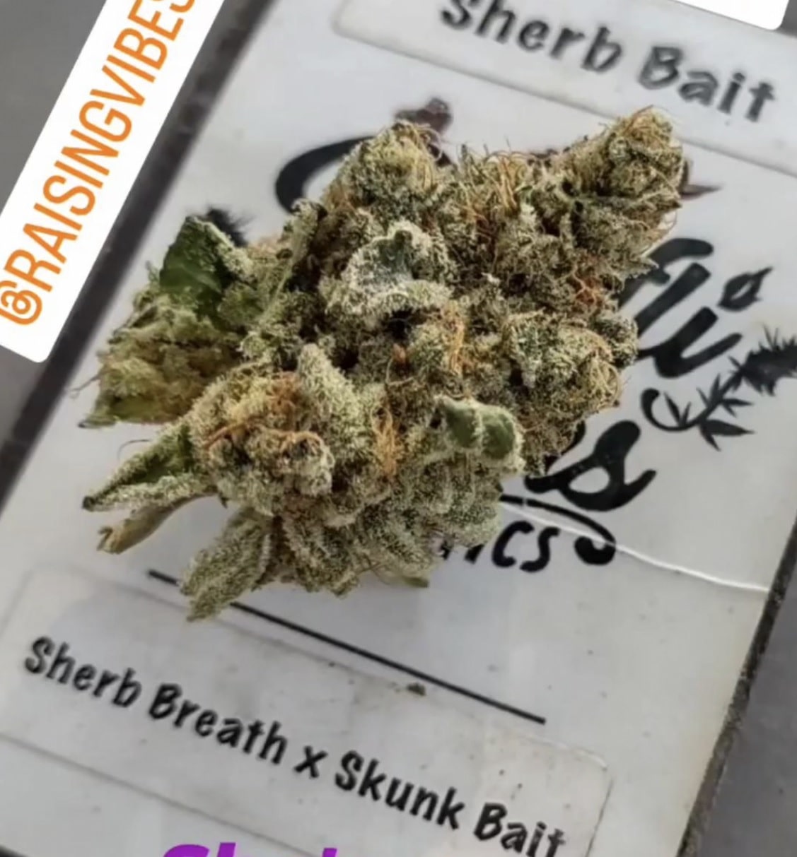Sherb Bait - (Sherb Breath x Skunk Bait)