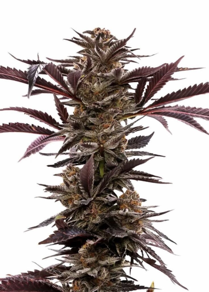 Papaya Punk - (Papaya Punch x Skunk Bait)