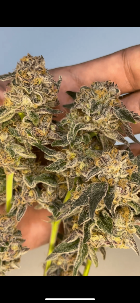 Love Seed - (Beleaf Cut) x Jiffy Cake F2