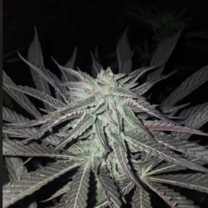 Explore High-Quality Cannabis Seeds for Sale and Master the Art of Cannabis Seed Planting