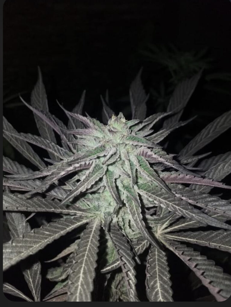 Explore High-Quality Cannabis Seeds for Sale and Master the Art of Cannabis Seed Planting