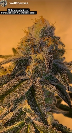 Direct Flight - Pure Michigan x Mendo Montage F6