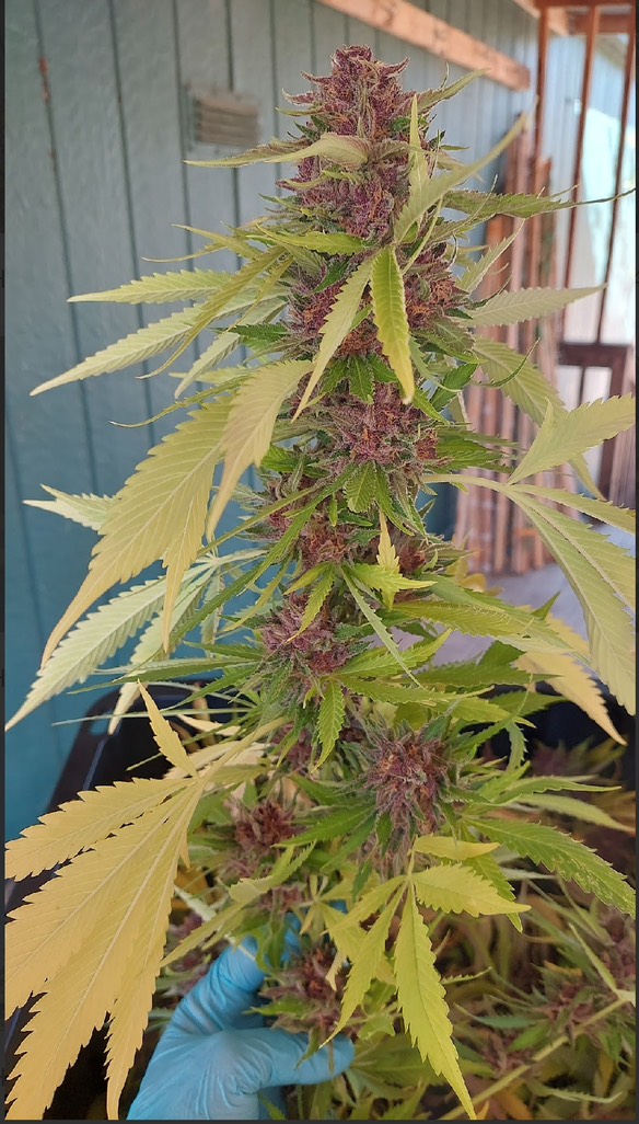 Hippie Piss - Cheetah Piss x Mendo Montage F6