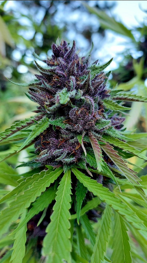 Hippie Piss - Cheetah Piss x Mendo Montage F6 - Image 2