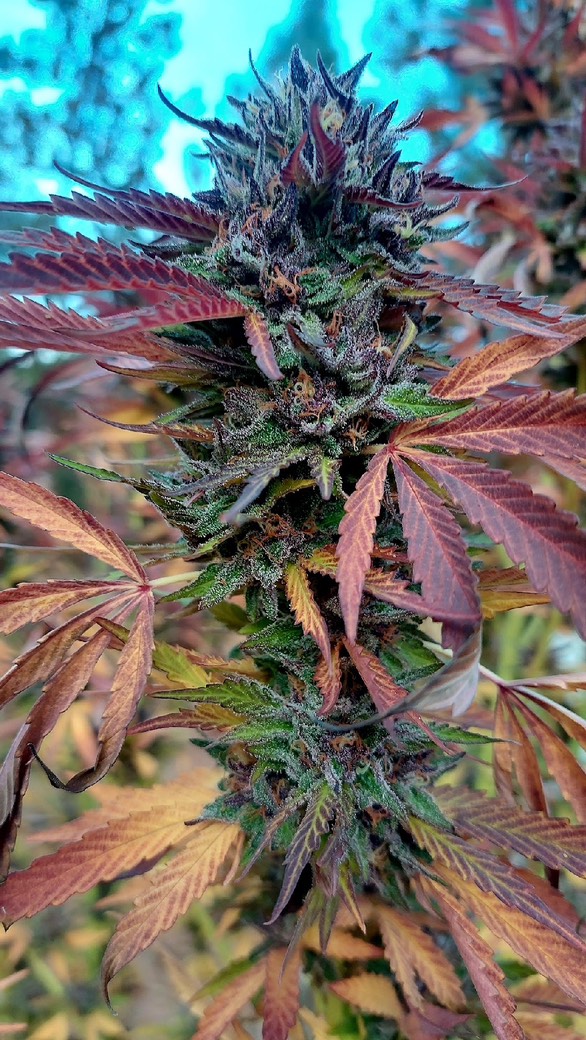 Hippie Piss - Cheetah Piss x Mendo Montage F6 - Image 3