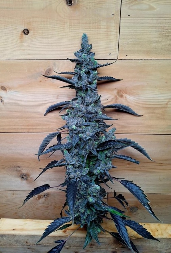 Bulk Orchard Ladder