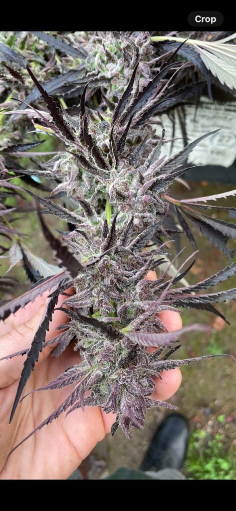 Purple Peanuts - Peanut Butter Pie Breath Bx X Mendo Montage F6