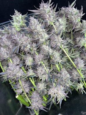 Wook Foot - Garlic Breath x Mendo Montage F6