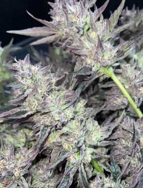 Wook Foot - Garlic Breath x Mendo Montage F6 - Image 2